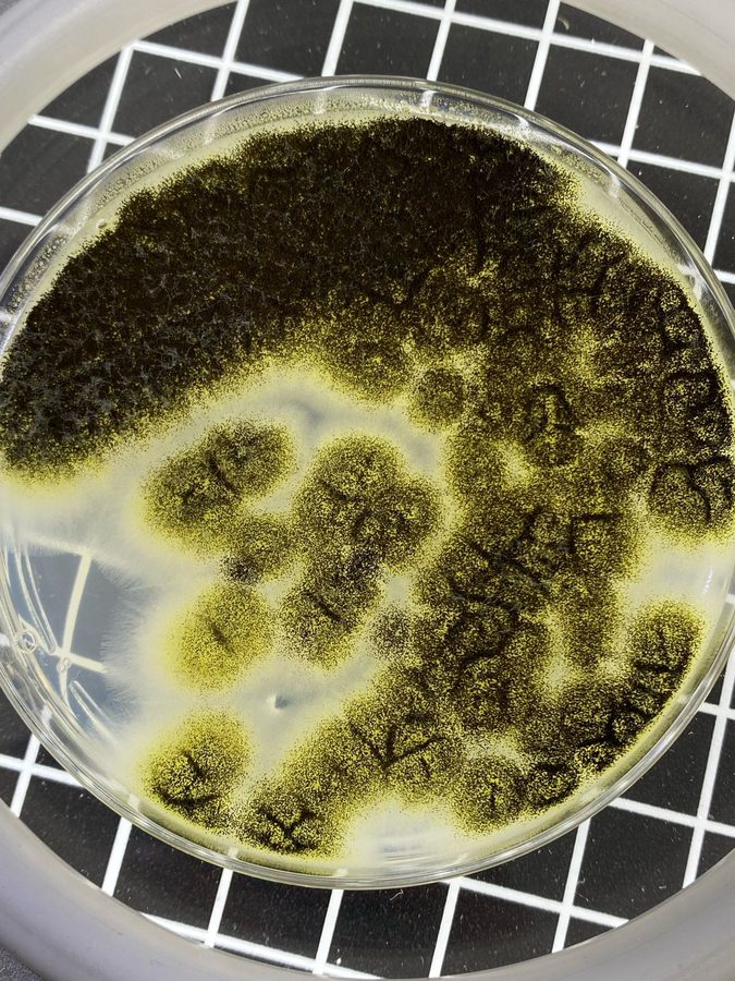 Aspergillus brasiliensis em SDA