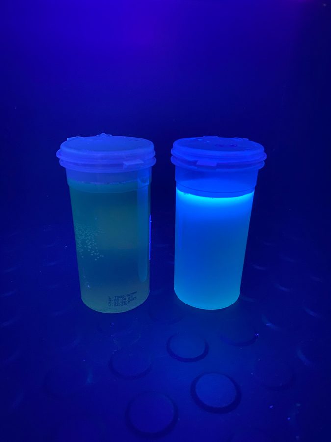 Escherichia coli em Colitag