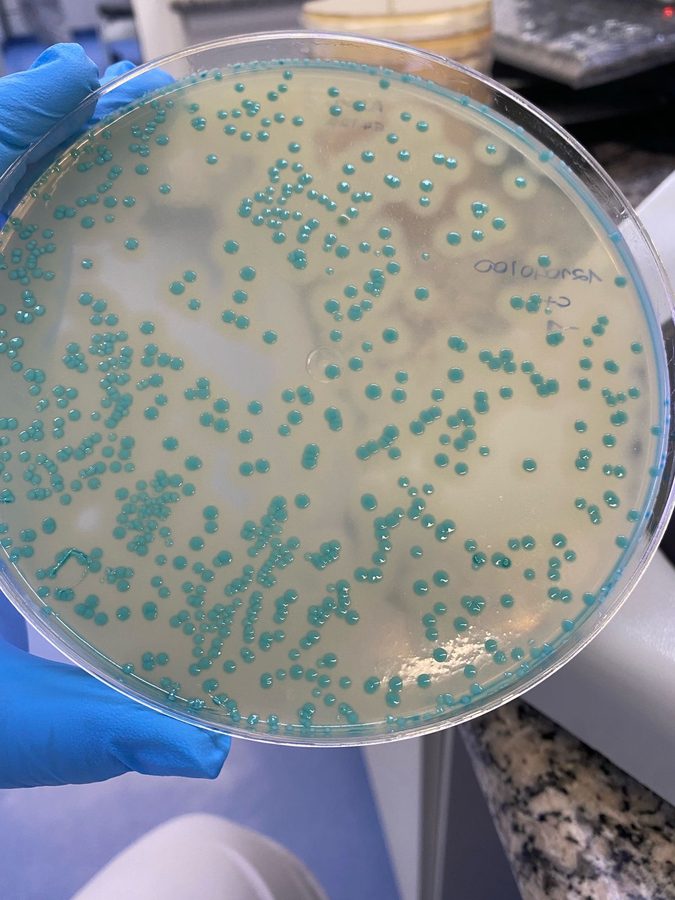 Listeria monocytogenes em ALOA