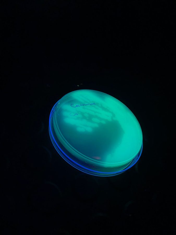 Pseudomonas aeruginosa em ágar cetrimide