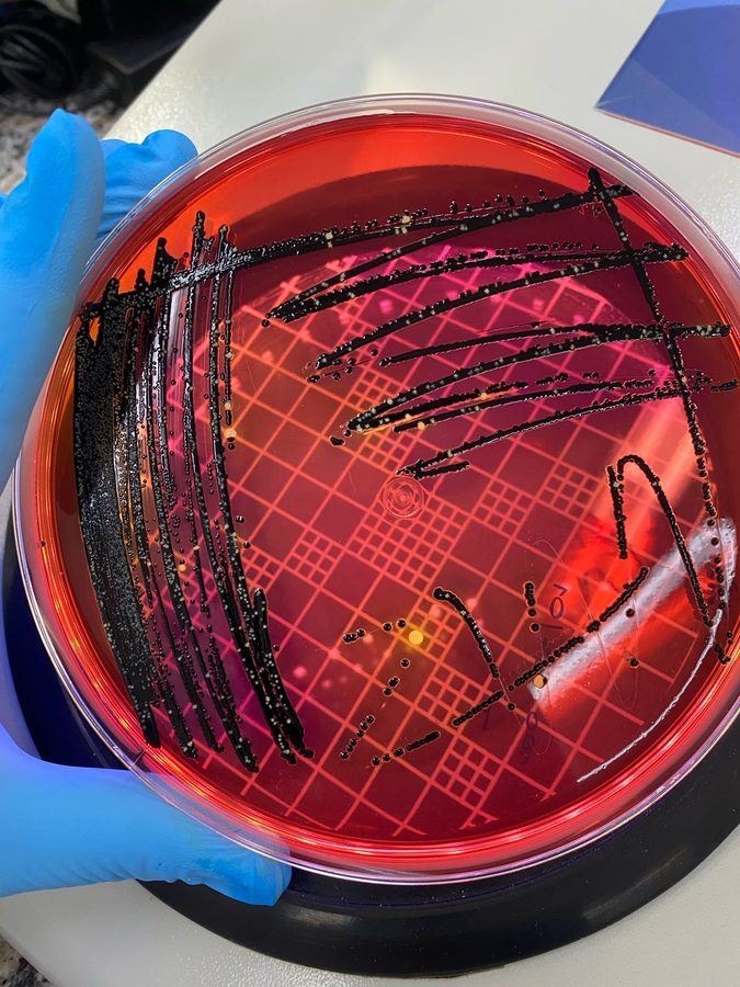 Salmonella em ágar XLD